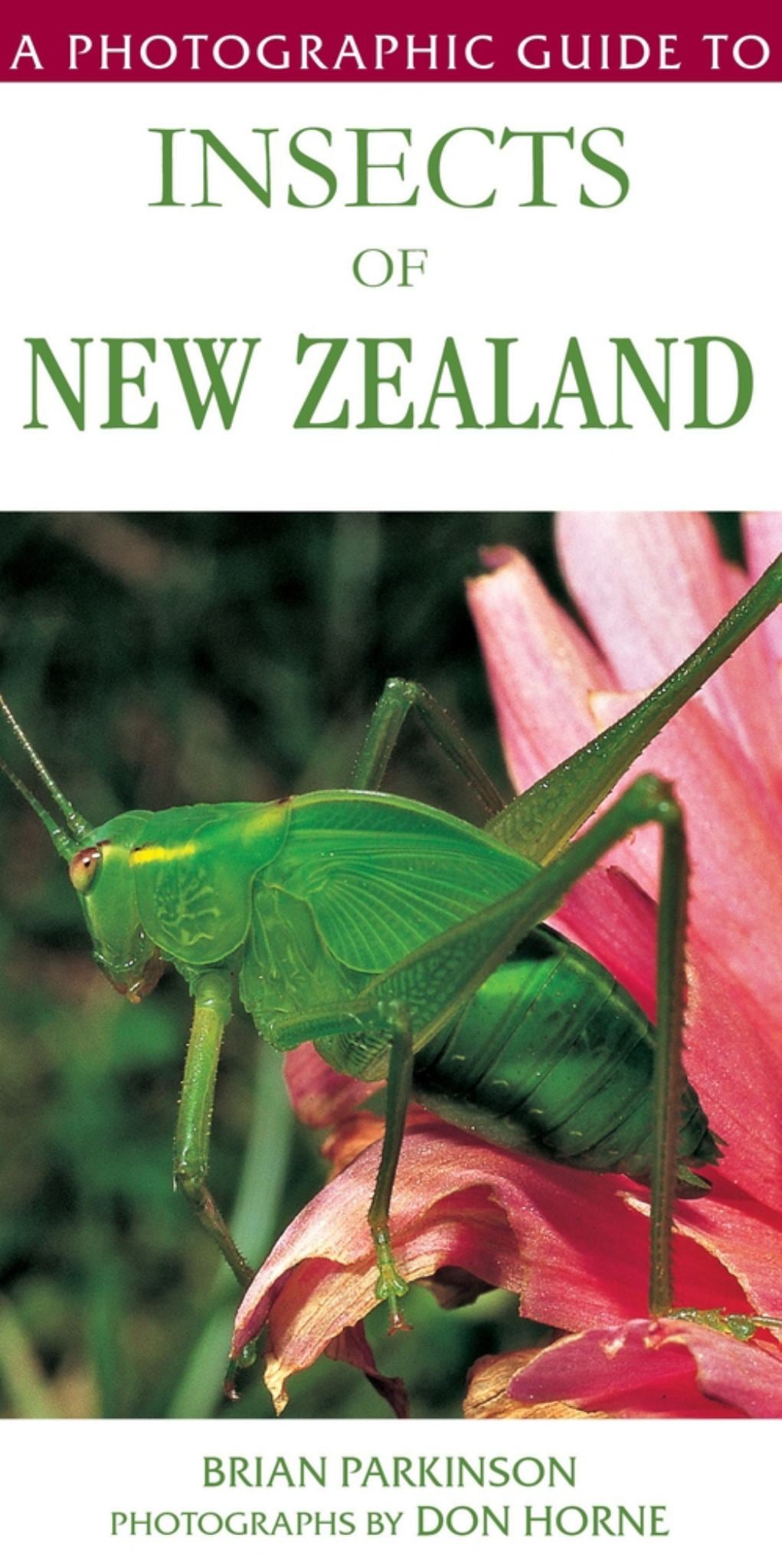 A Photographic Guide to Insects of New Zealand Cover Image