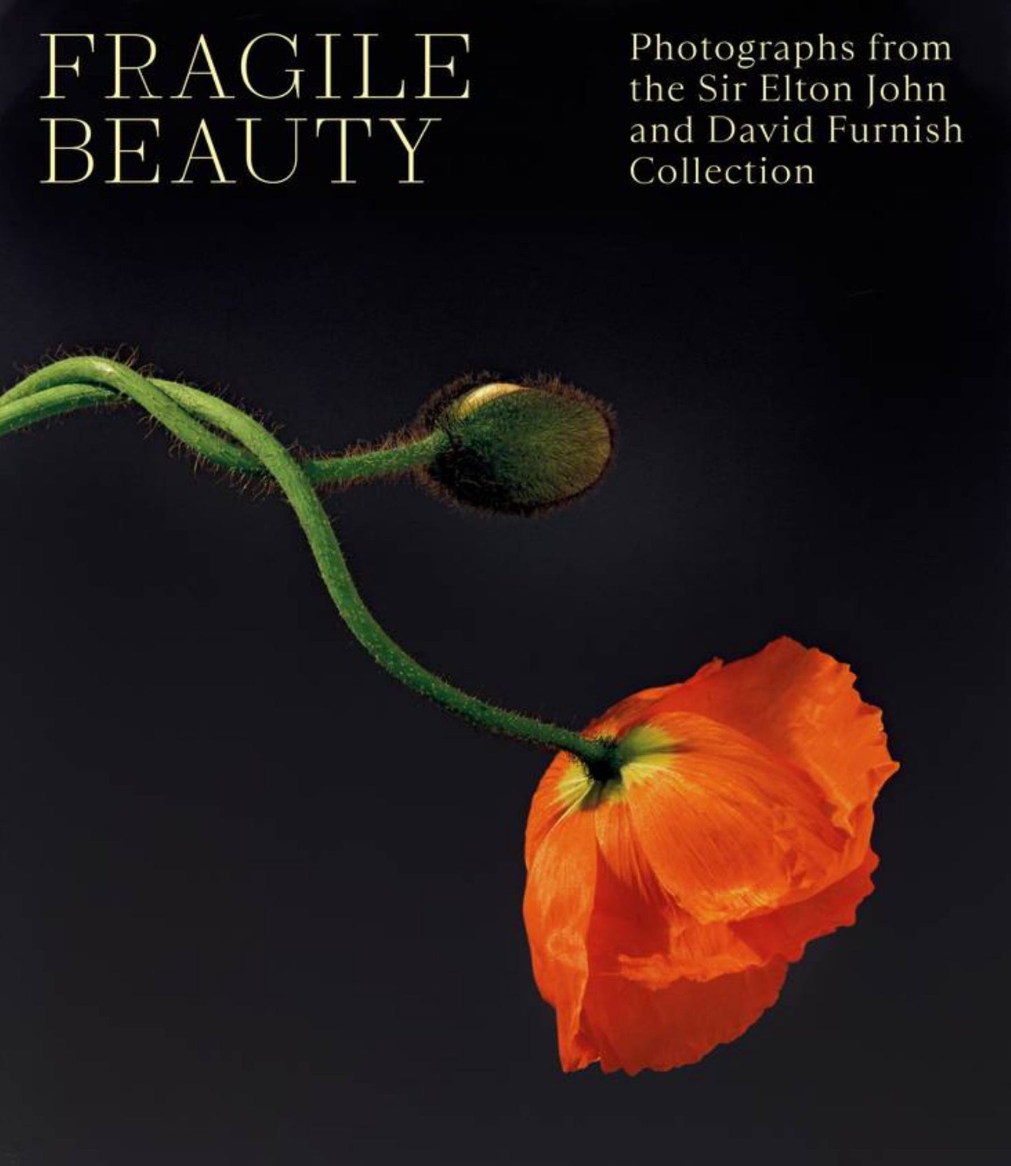 Fragile Beauty Cover Image