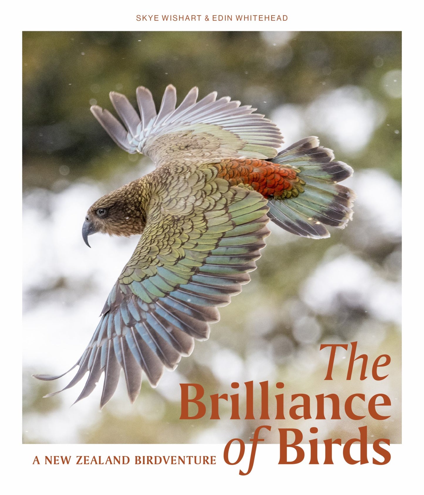 Brilliance of Birds : A New Zealand Birdventure Cover Image