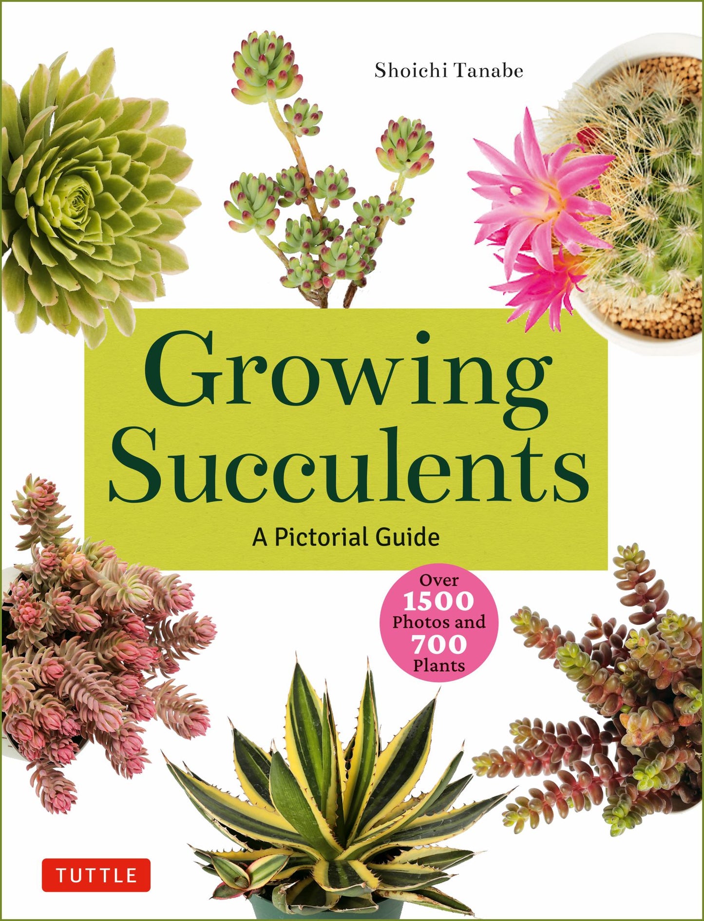 Growing Succulents Cover Image