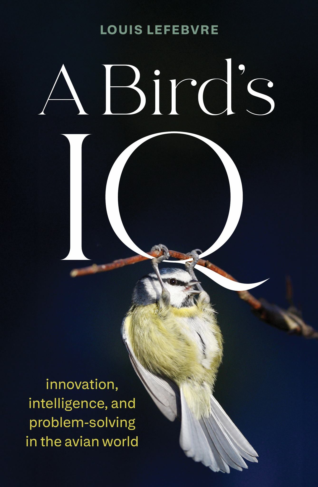 A Bird's IQ Cover Image