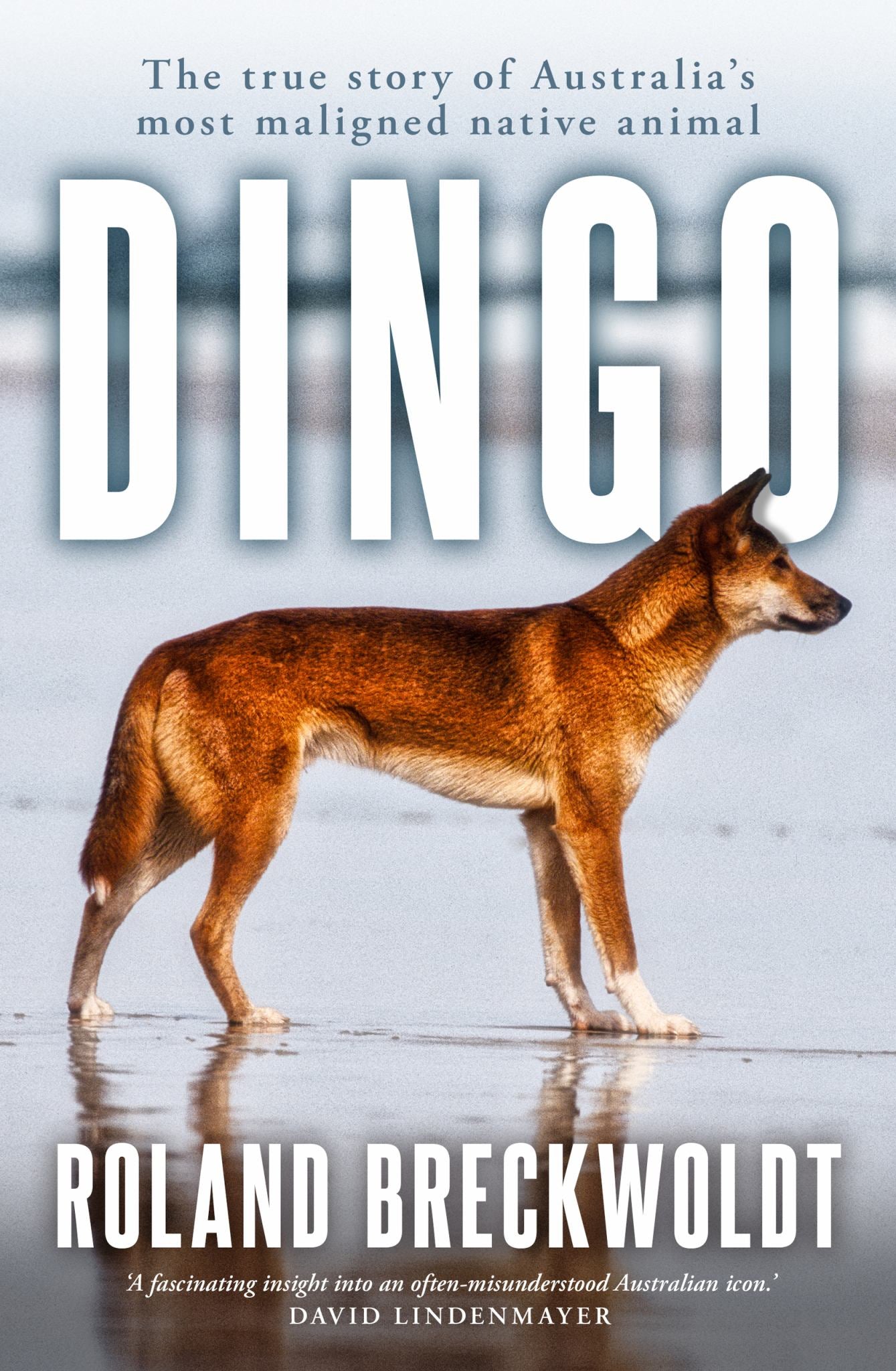 Dingo Cover Image