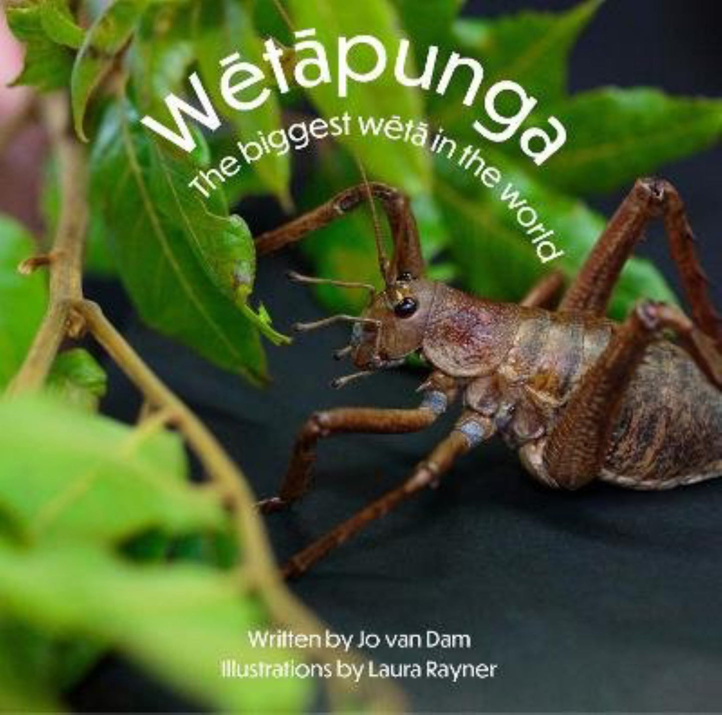 Wetapunga Cover Image