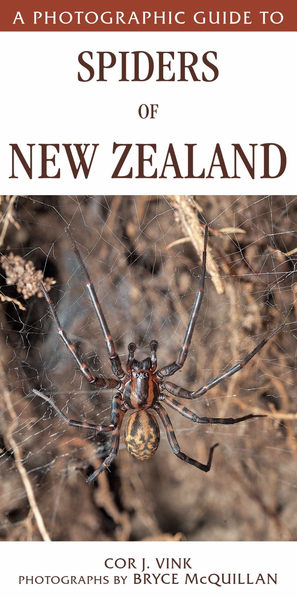 A Photographic Guide to Spiders of New Zealand Cover Image