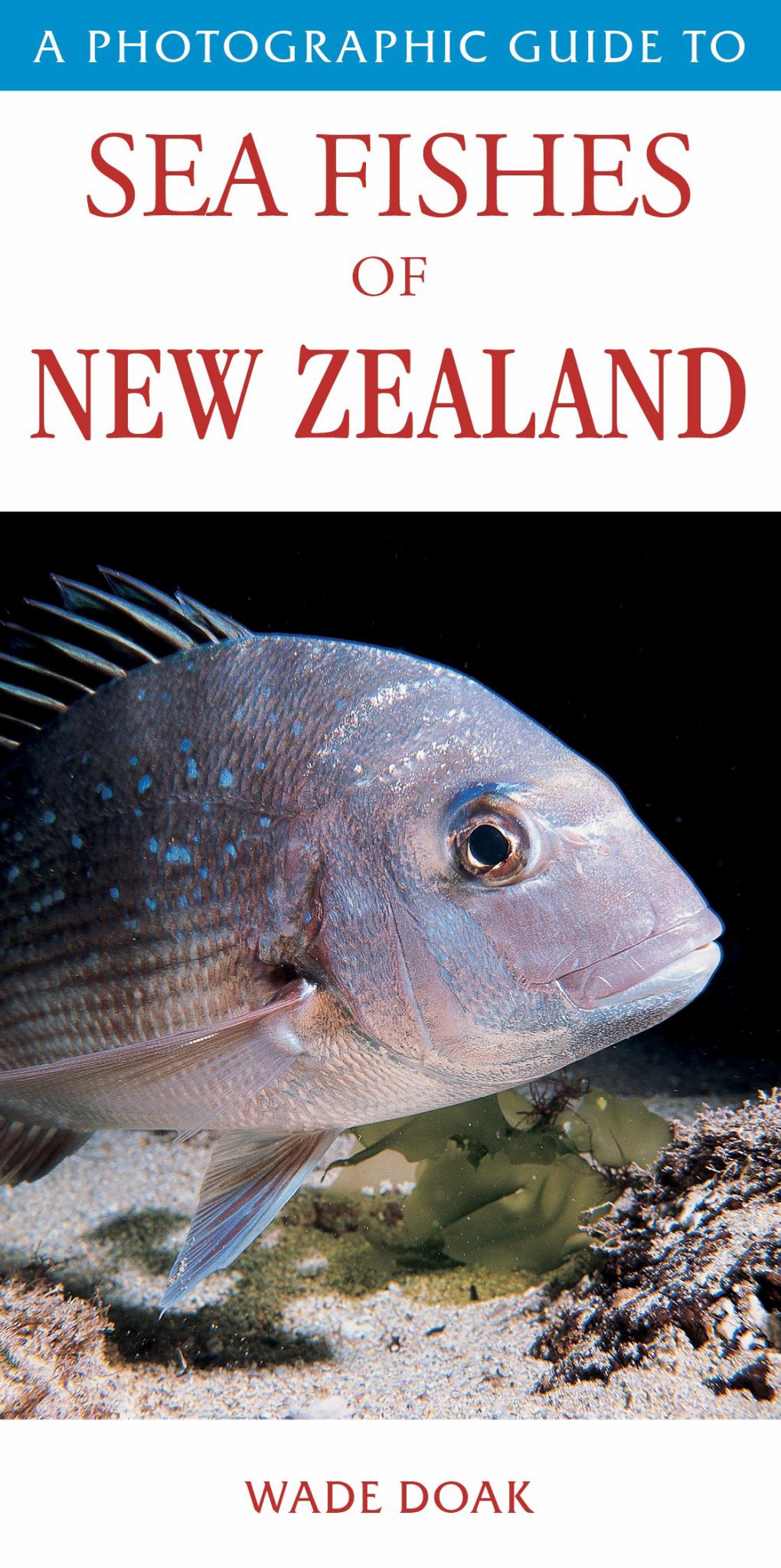 Photographic Guide to Sea Fishes of New Zealand Cover Image