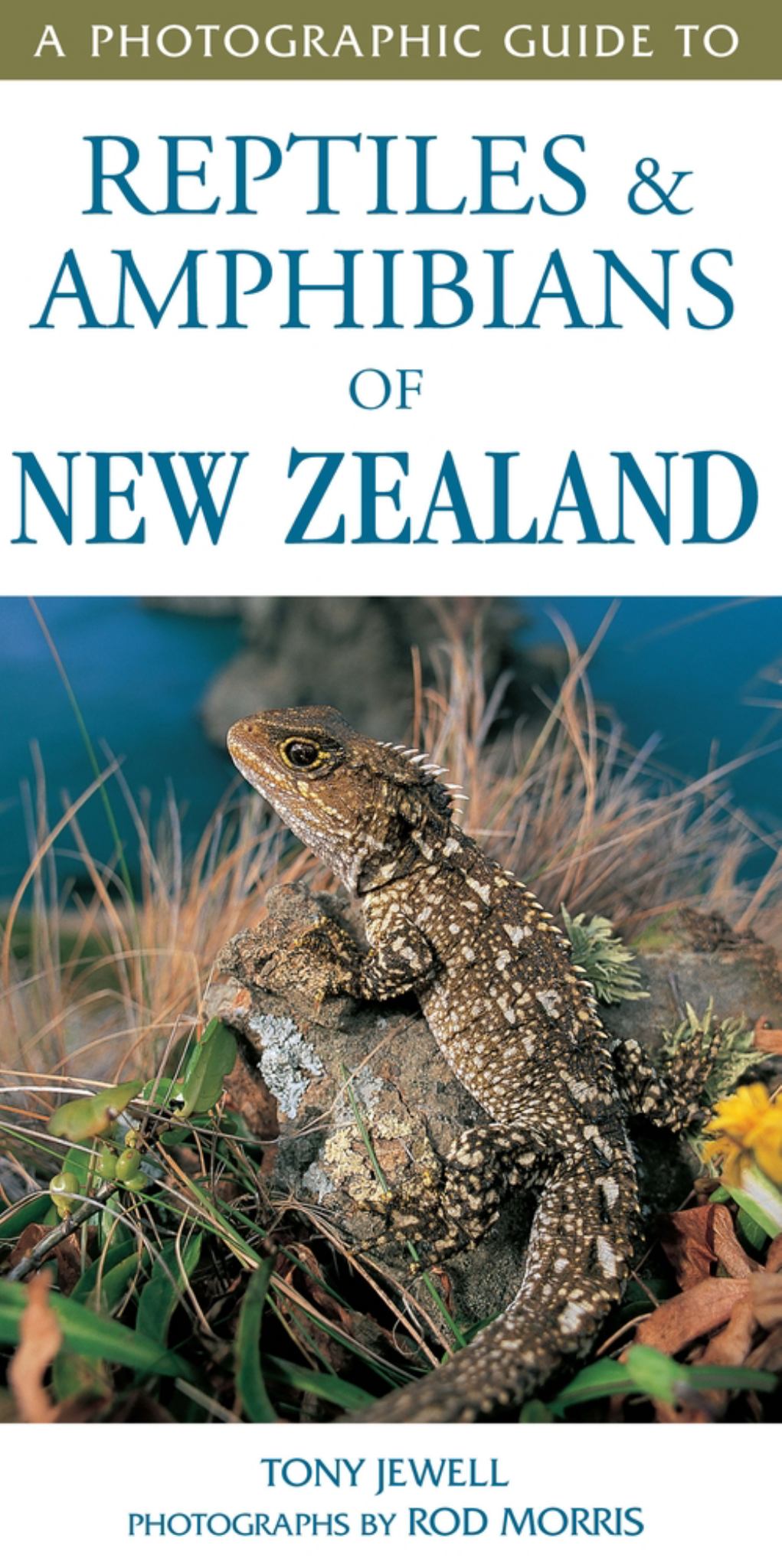 A Photographic Guide to Reptiles and Amphibians of New Zealand Cover Image