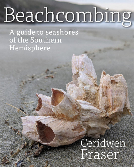 Beachcombing Cover Image