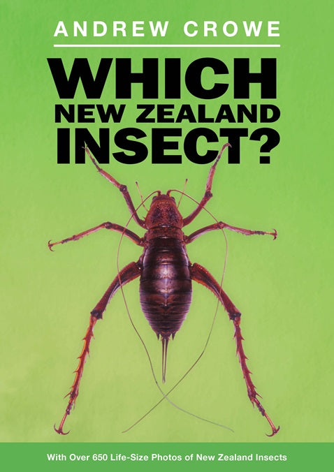 Which New Zealand Insect
