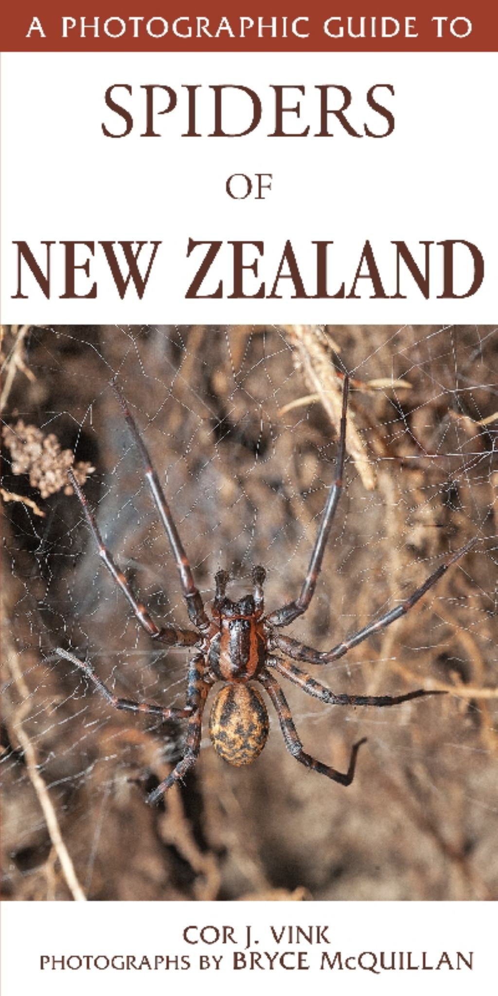 Photographic Guide to Spiders of New Zealand Cover Image